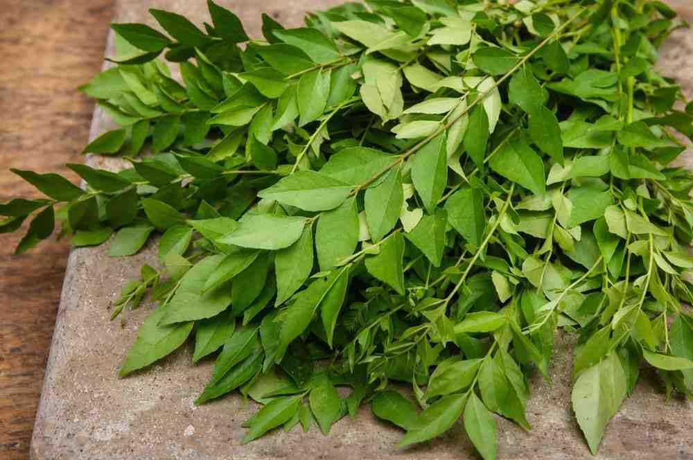 Healthy scalp conditions created by curry leaves oil help stop hair fall immediately and support growth.